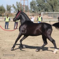 خرید و فروش اسب نژاد مادیان و ترکمن و کردی در اصفهان