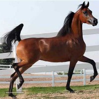خرید و قیمت انواع اسب در اصفهان